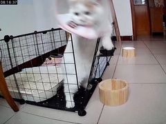 -凯特喵百思猫专科医院