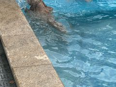 -汪说喵讲宠物乐园宠物酒店(红星美凯龙店)