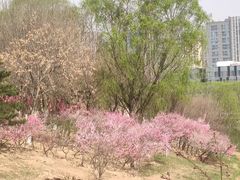 -大兴滨河森林公园