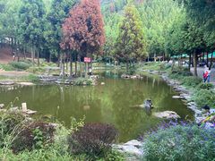 -重庆睡佛山森林公园