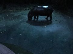 -清迈夜间动物园