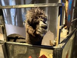 -酷嗒动物文化乐园(cutezoo西溪乐天城店)