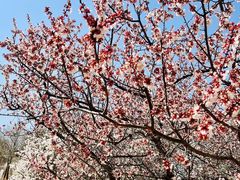 -鹫峰国家森林公园