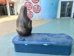 -芜湖新华联大白鲸海洋公园