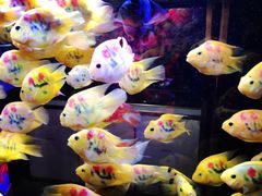 -本溪路花鸟市场(江浦路1709弄小区店)