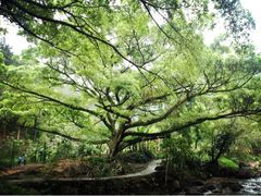 upload_pic-广州市石门国家森林公园