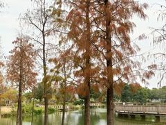 -飞来湖湿地公园