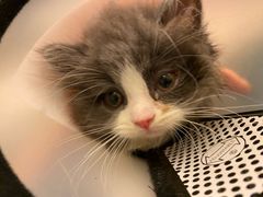 -屋虎猫馆(宝安大仟里店)
