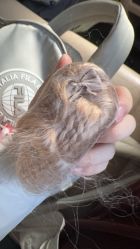 -三万院长 SWDOLL(上海恒基名人购物中心店)