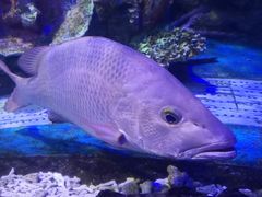 -太平洋海底世界