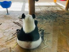 -西霞口神雕山野生动物世界