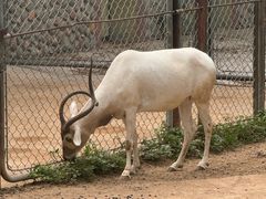 -石家庄市动物园