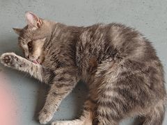 -楼上猫咖(罗湖店)