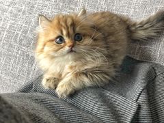 -Pets First伊珊娜洗护·精致美容·家庭式寄养(新会路店)
