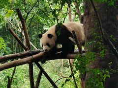 -成都大熊猫繁育研究基地