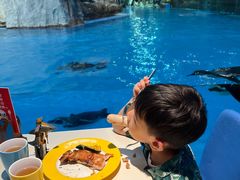 -帝企鹅自助餐厅•儿童岛•真企鹅(长隆企鹅酒店)