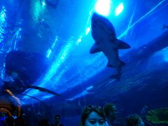 -迪拜水族馆及水下动物园