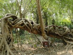 -中国科学院西双版纳热带植物园
