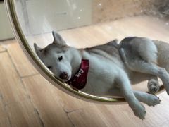 -Husky Go! 哈士奇体验馆·宠物咖啡厅狗咖