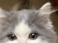 -艾贝尔宠物诊疗