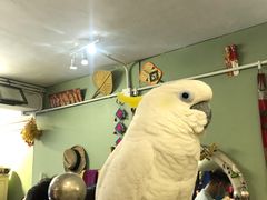 -大澳