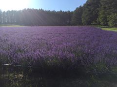 富田农场-富田农场