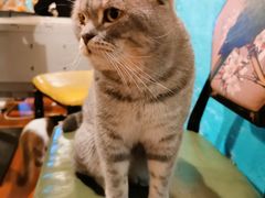 -猫小院猫主题咖啡厅(北锣店)