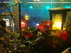 -润园四季椰子鸡火锅(海上世界店)