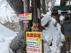 -宫城藏王狐狸村