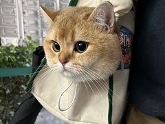 -凯特喵百思猫专科医院
