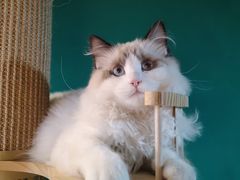-猫十亿·布偶金渐层·曼基康矮脚猫舍(青年路店)