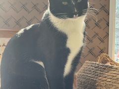 -平行世界·猫咖(首经贸店)