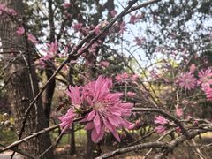 -南汇桃花村
