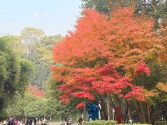 -龙头寺公园