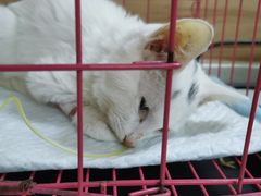 -联合动物医院(光谷诊疗中心)