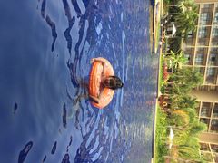 亚龙湾红树林度假酒店-三亚亚龙湾红树林度假酒店