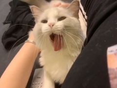 -东方名猫馆·英短金渐层布偶猫舍(环线广场1号楼店)