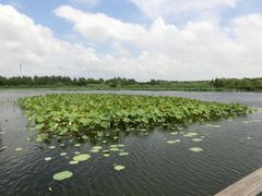 -溱湖国家湿地公园