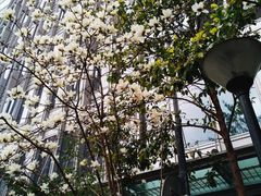 上海市市花白玉兰-翠亭酒家(山西南路店)