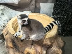 -Zoolung Zoolung动物主题公园(海信广场店)