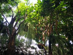 -Fern Forest Cafe
