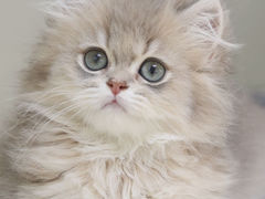 -lincat·猫舍(广州店)