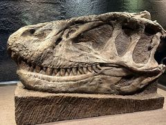 -自贡恐龙博物馆