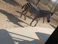 -北京野生动物园