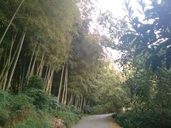 android_upload_pic-旺山景区