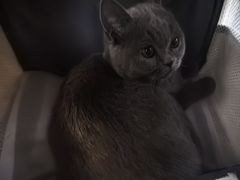 -佑安动物医院·全科·内窥镜中心(幸福巷店)