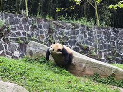 -都江堰中华大熊猫苑