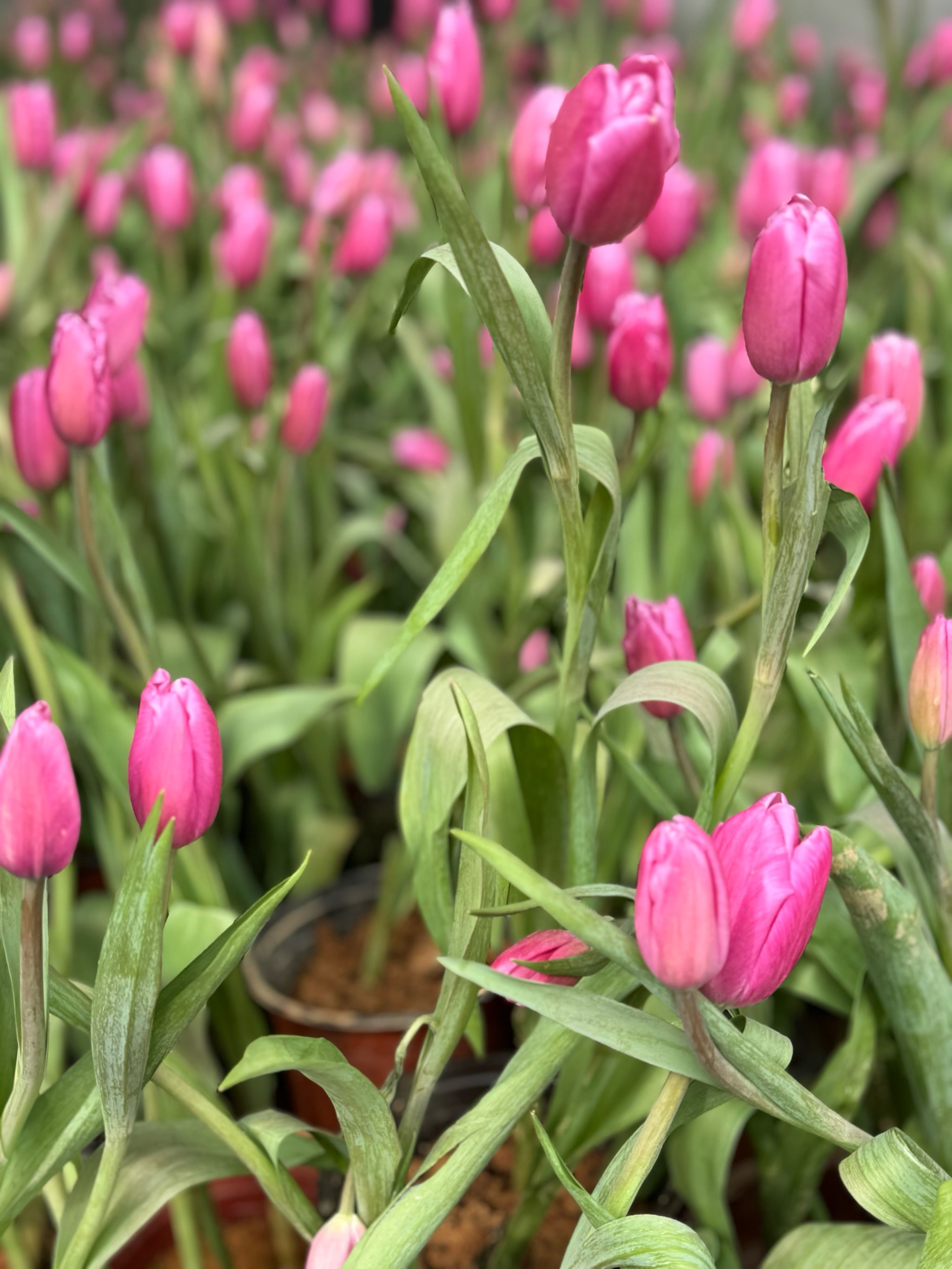 玫红色郁金香花语图片