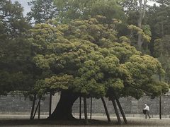 -成田山新胜寺