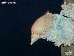 -亚龙湾中心广场·贝壳馆